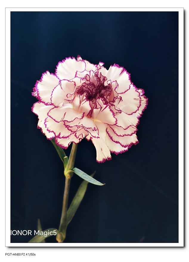 一组《腊梅花》拜晚年！祝60D新年后更上一层楼！