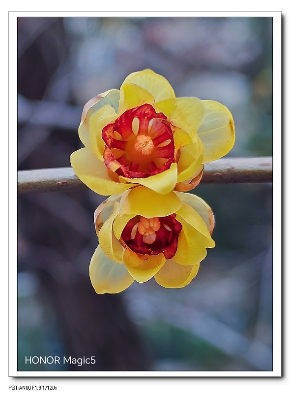 一组《腊梅花》拜晚年！祝60D新年后更上一层楼！