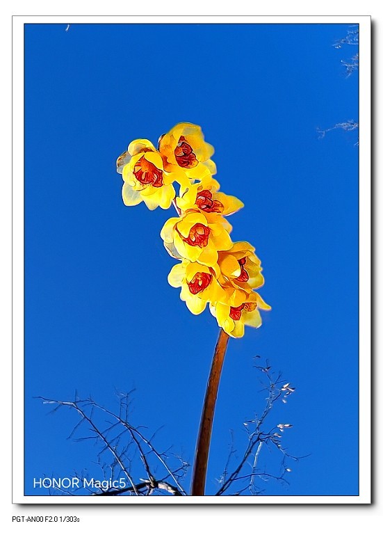 一组《腊梅花》拜晚年！祝60D新年后更上一层楼！