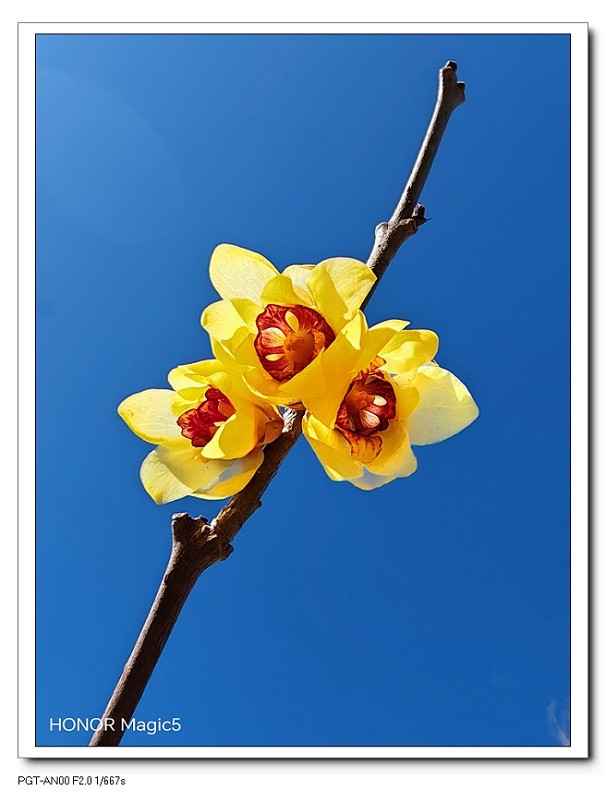 一组《腊梅花》拜晚年！祝60D新年后更上一层楼！