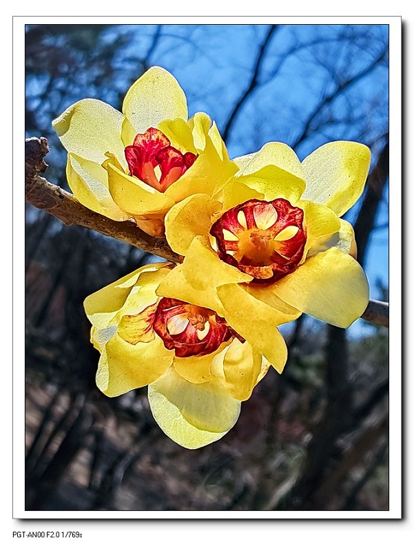 一组《腊梅花》拜晚年！祝60D新年后更上一层楼！