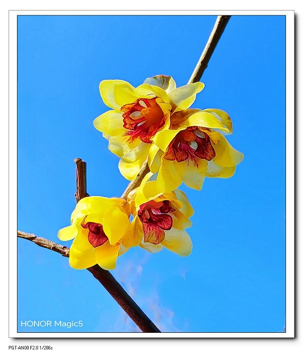 一组《腊梅花》拜晚年！祝60D新年后更上一层楼！