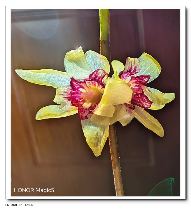 一组《腊梅花》拜晚年！祝60D新年后更上一层楼！