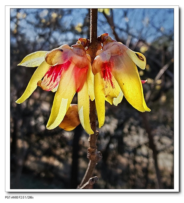 一组《腊梅花》拜晚年！祝60D新年后更上一层楼！