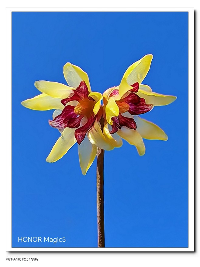 一组《腊梅花》拜晚年！祝60D新年后更上一层楼！