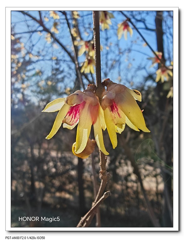 一组《腊梅花》拜晚年！祝60D新年后更上一层楼！