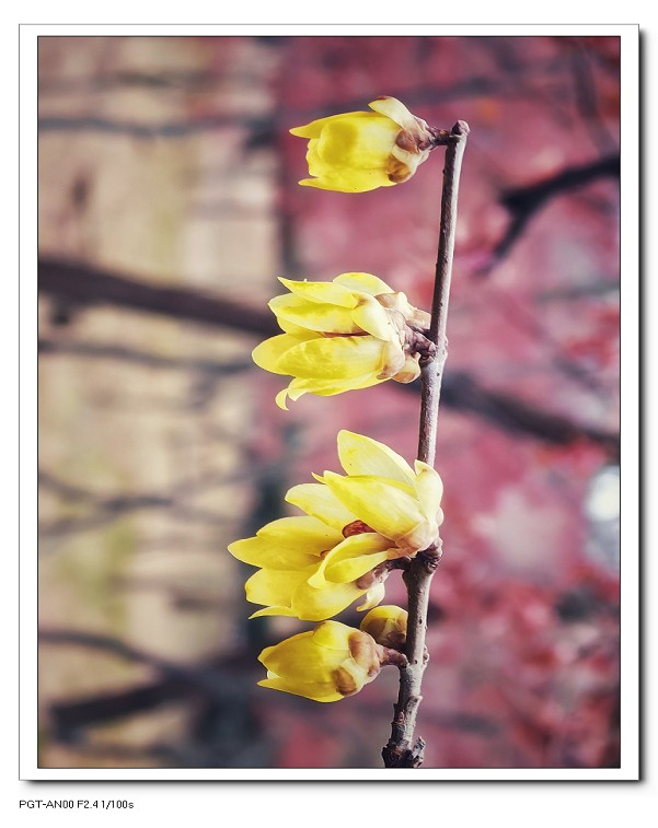 一组《腊梅花》拜晚年！祝60D新年后更上一层楼！