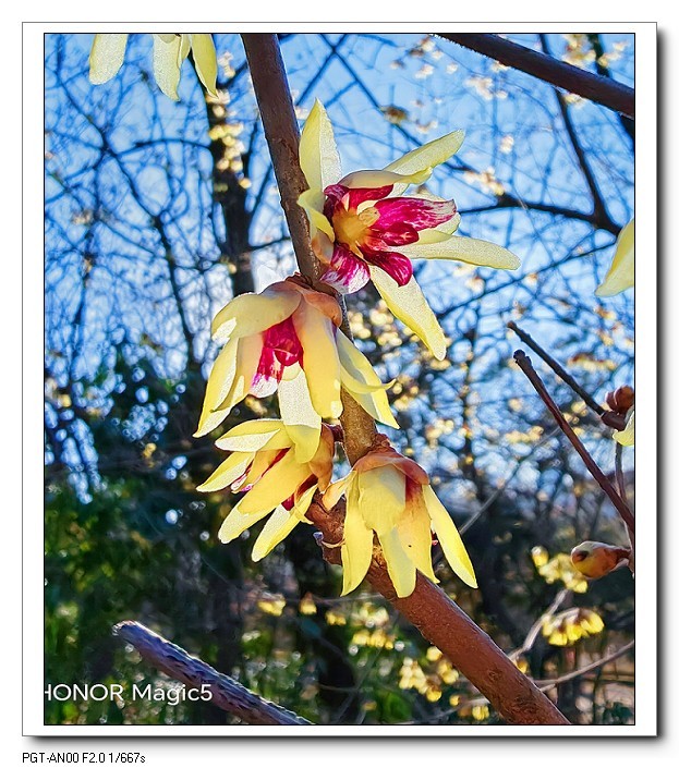 一组《腊梅花》拜晚年！祝60D新年后更上一层楼！