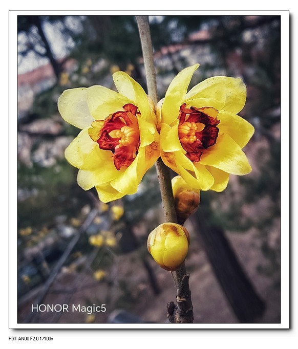 一组《腊梅花》拜晚年！祝60D新年后更上一层楼！