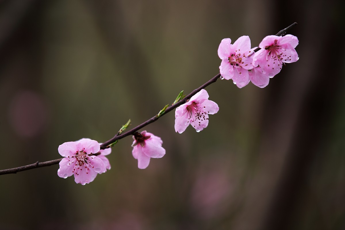 夜来春雨桃花润