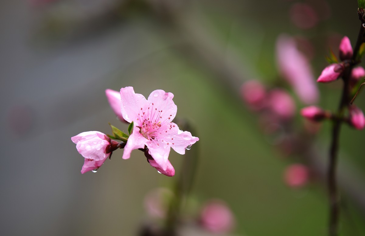 夜来春雨桃花润