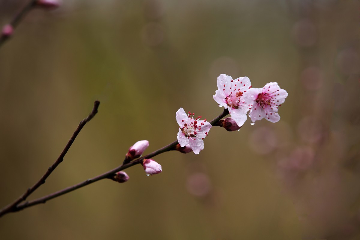 夜来春雨桃花润