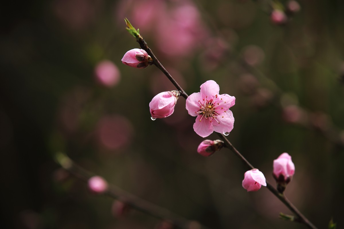 夜来春雨桃花润