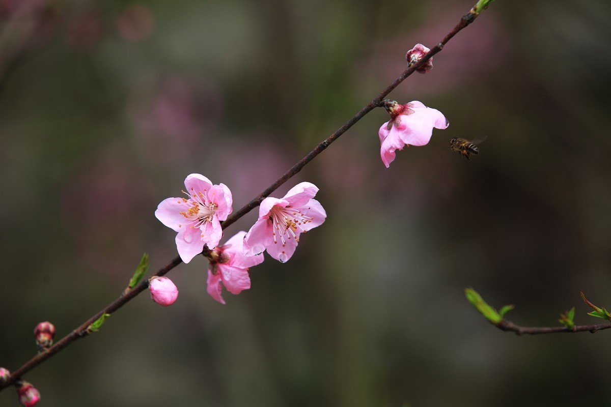 夜来春雨桃花润