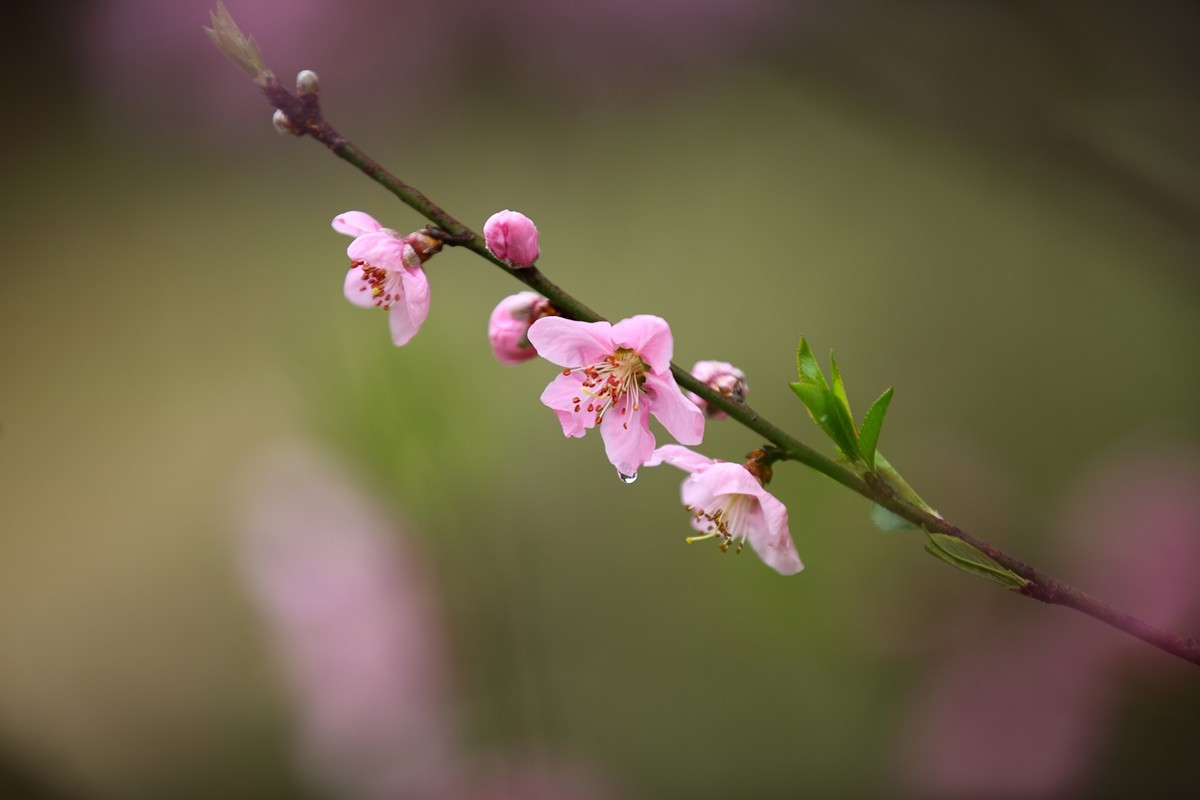 夜来春雨桃花润