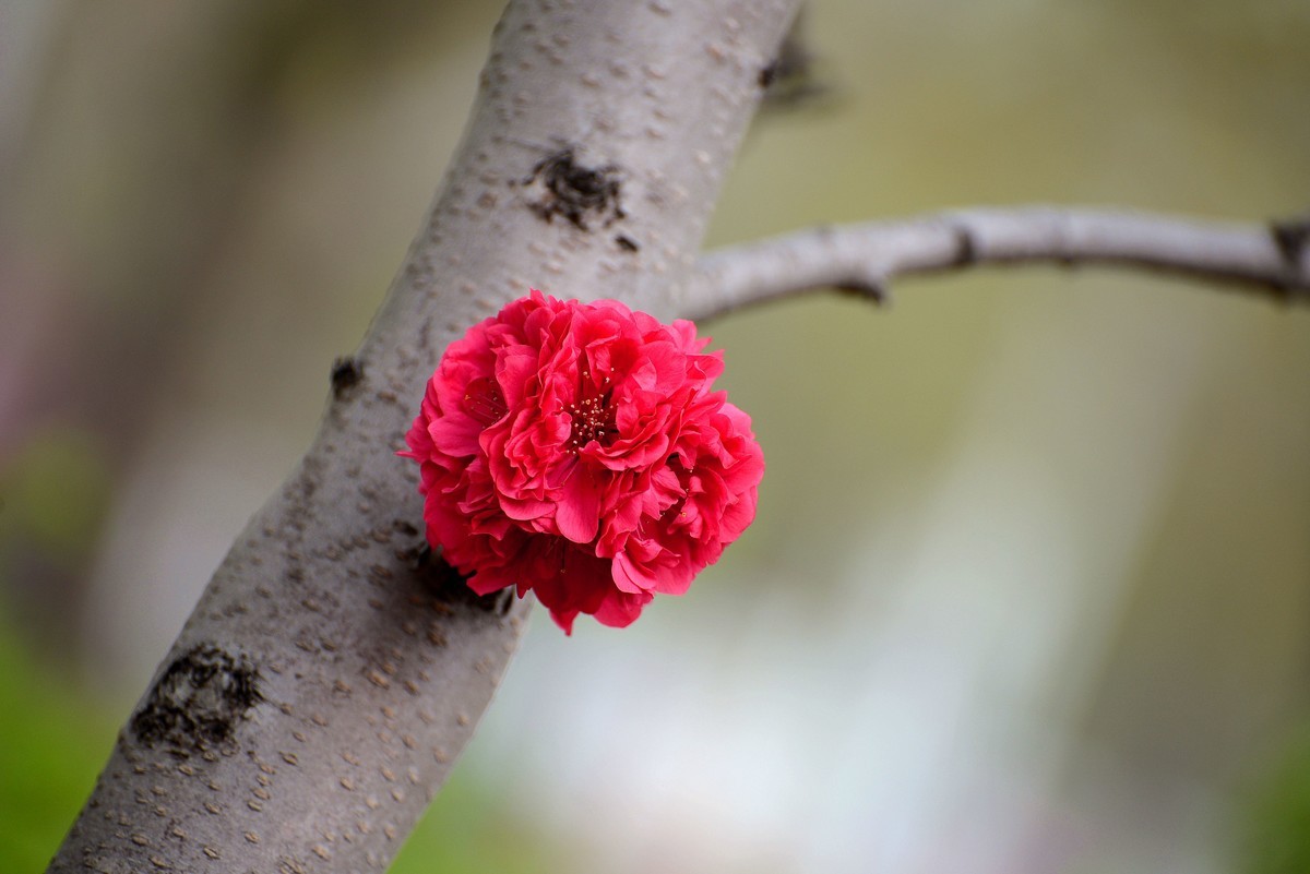 轻便好用的 小驴炮