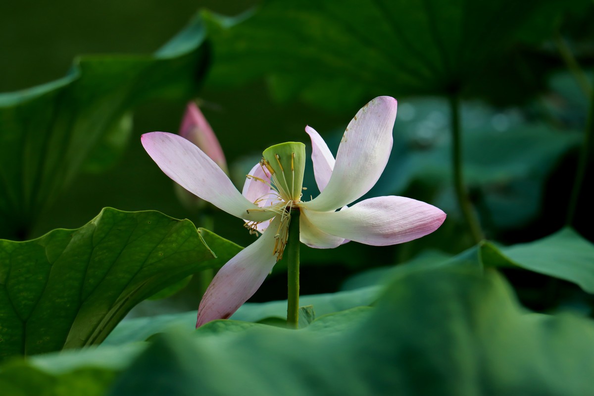 夏 荷 3