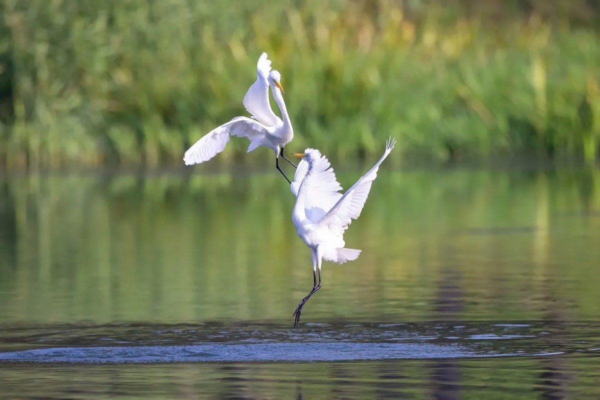 白鹭--西湖公园高速连拍