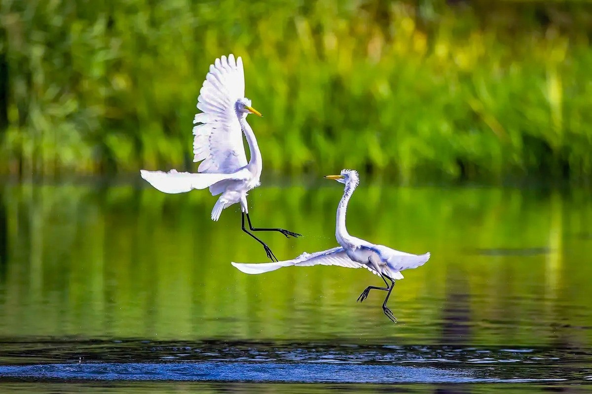 白鹭--西湖公园高速连拍
