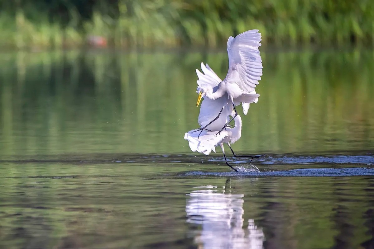 白鹭--西湖公园高速连拍
