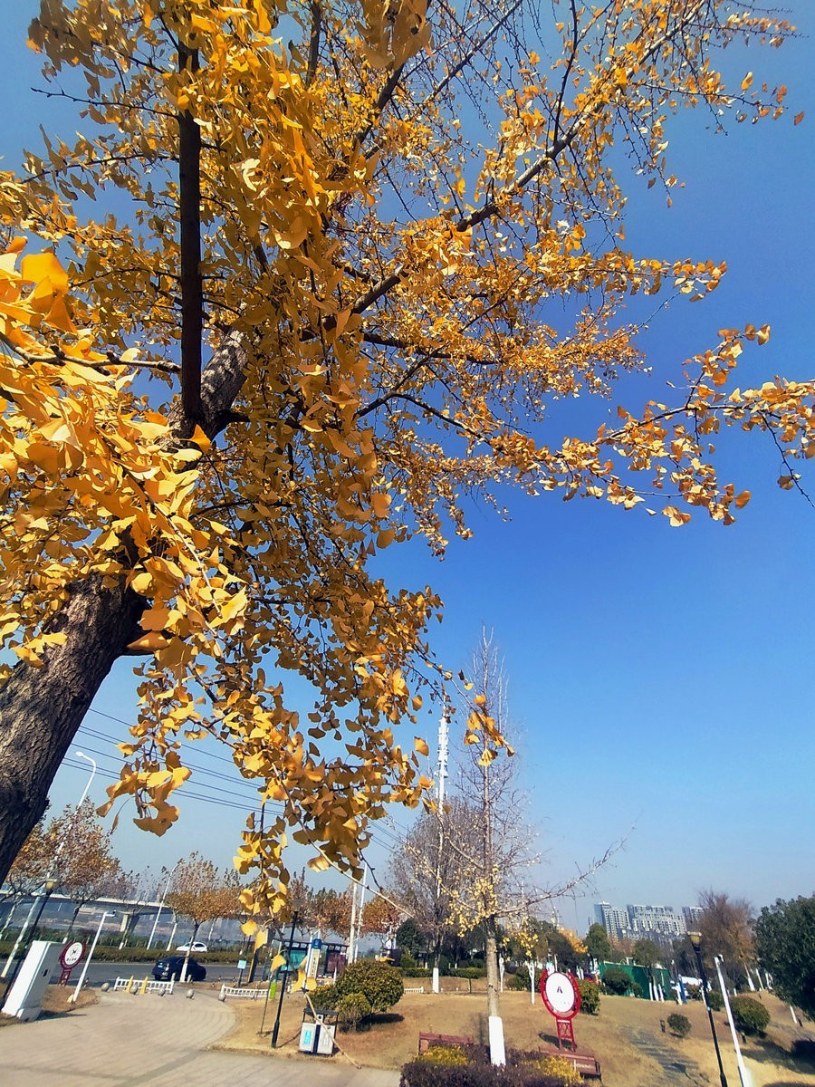 漫步星城 走街串巷（350）滨江公园三期