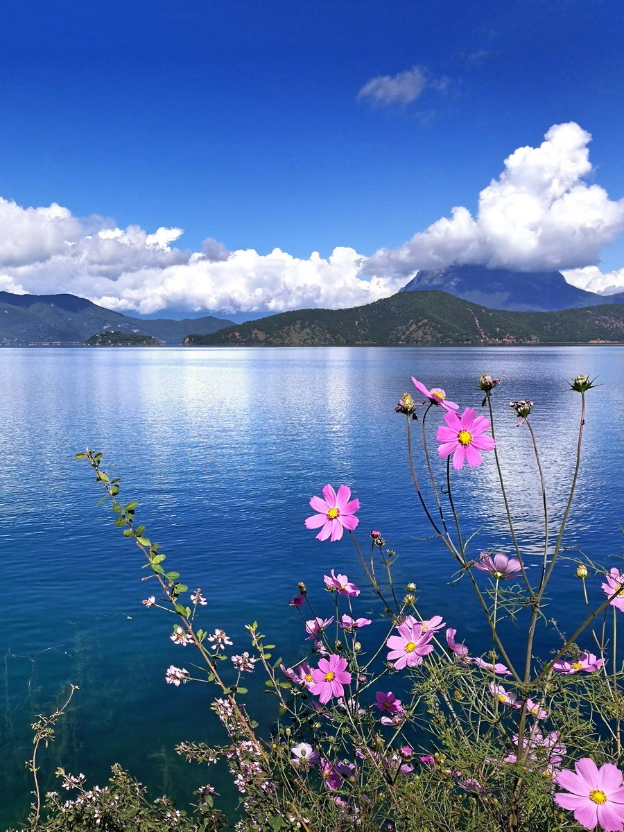 鲜花与泸沽湖——13P