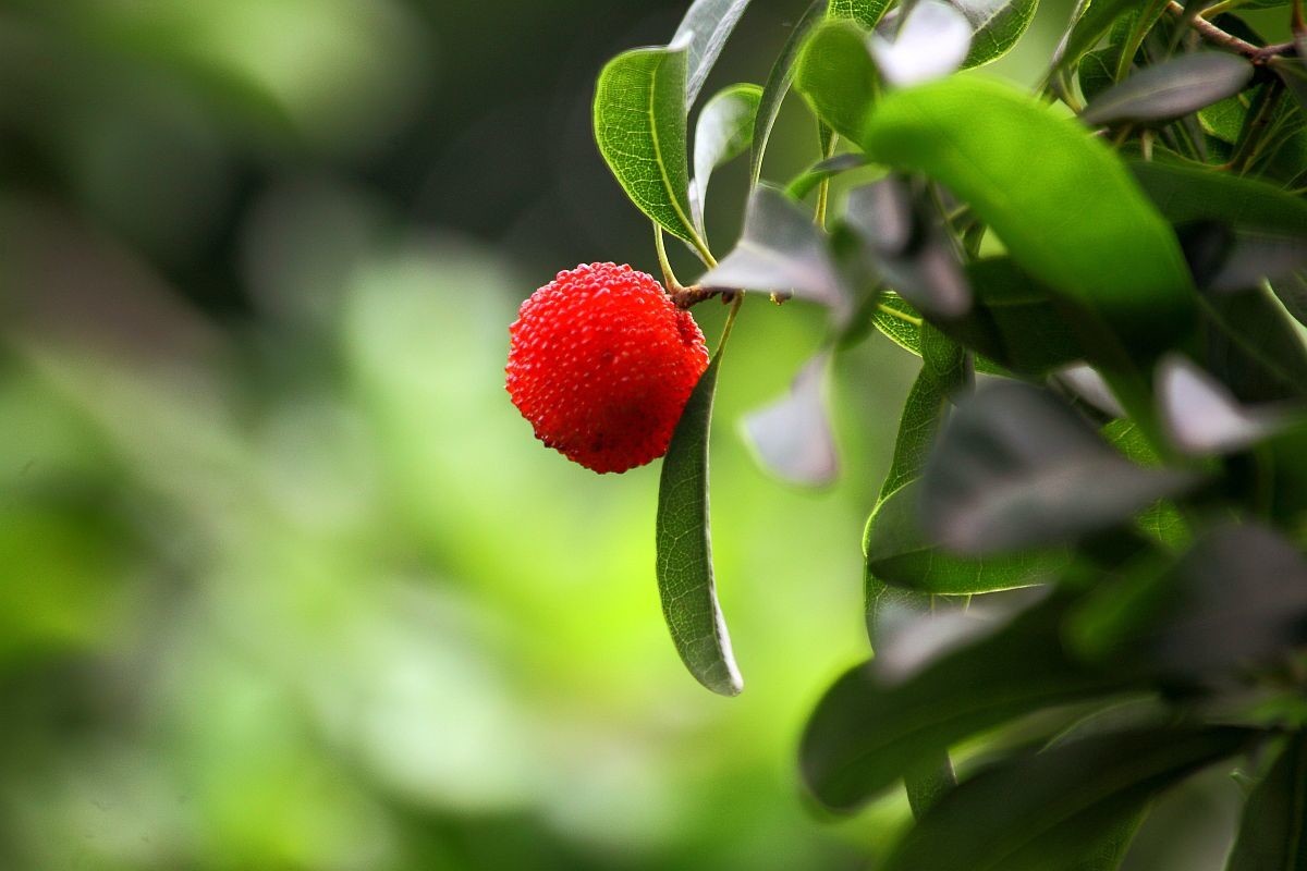 去果园摘杨梅（四）