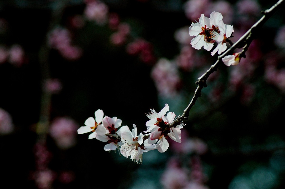 三月——靓丽的山桃花