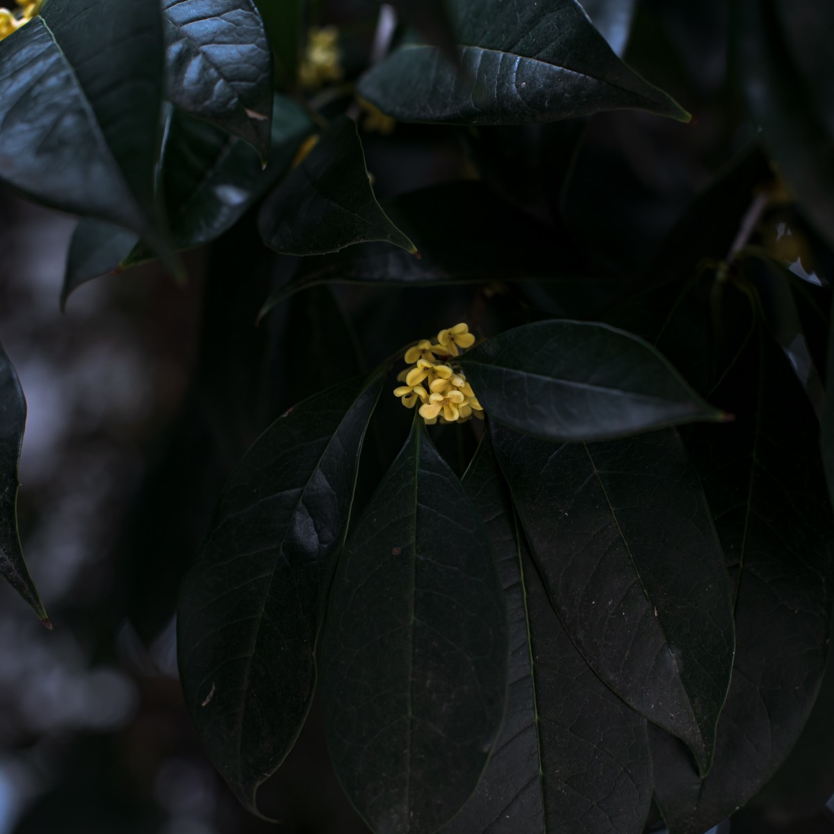 早开迟发的桂花