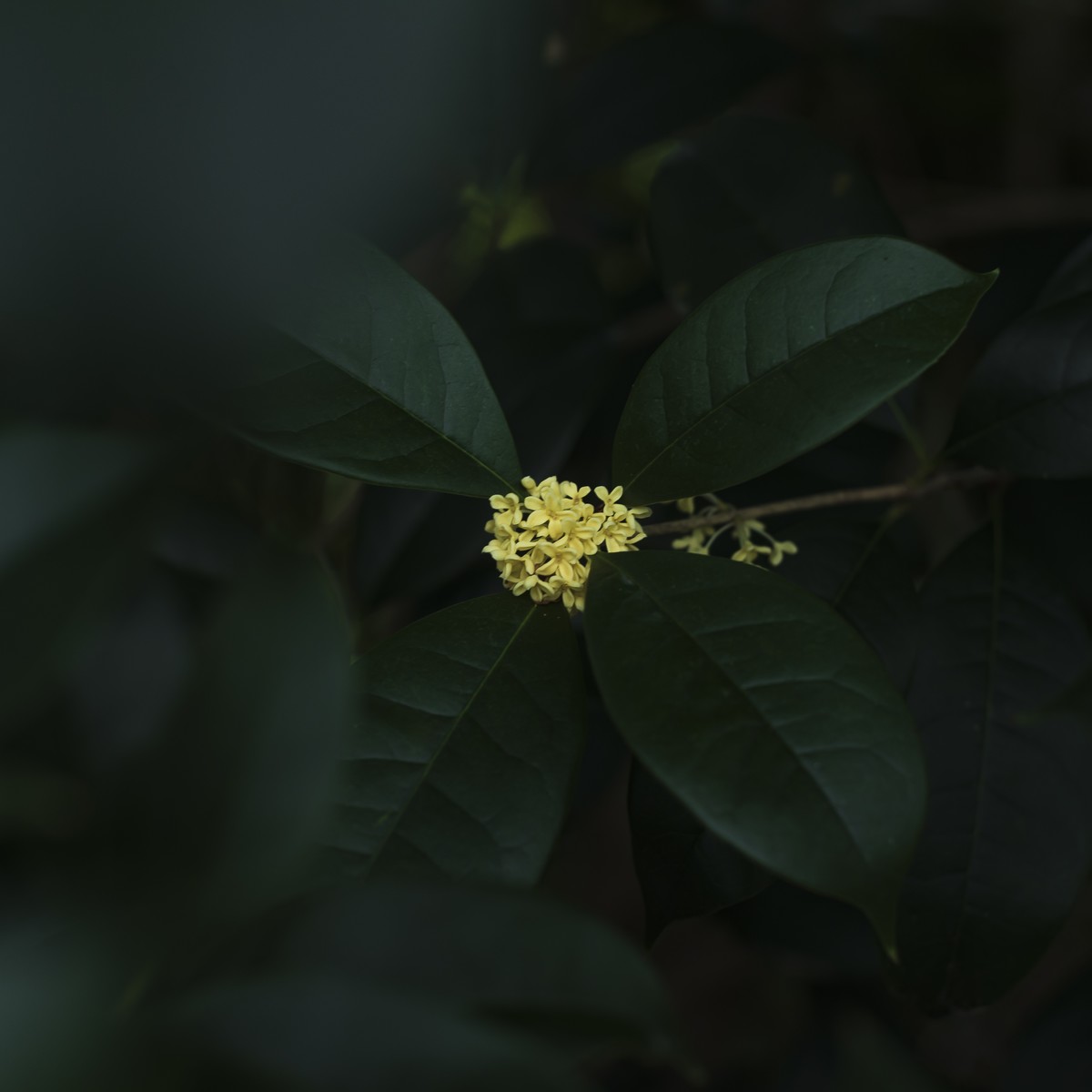 早开迟发的桂花