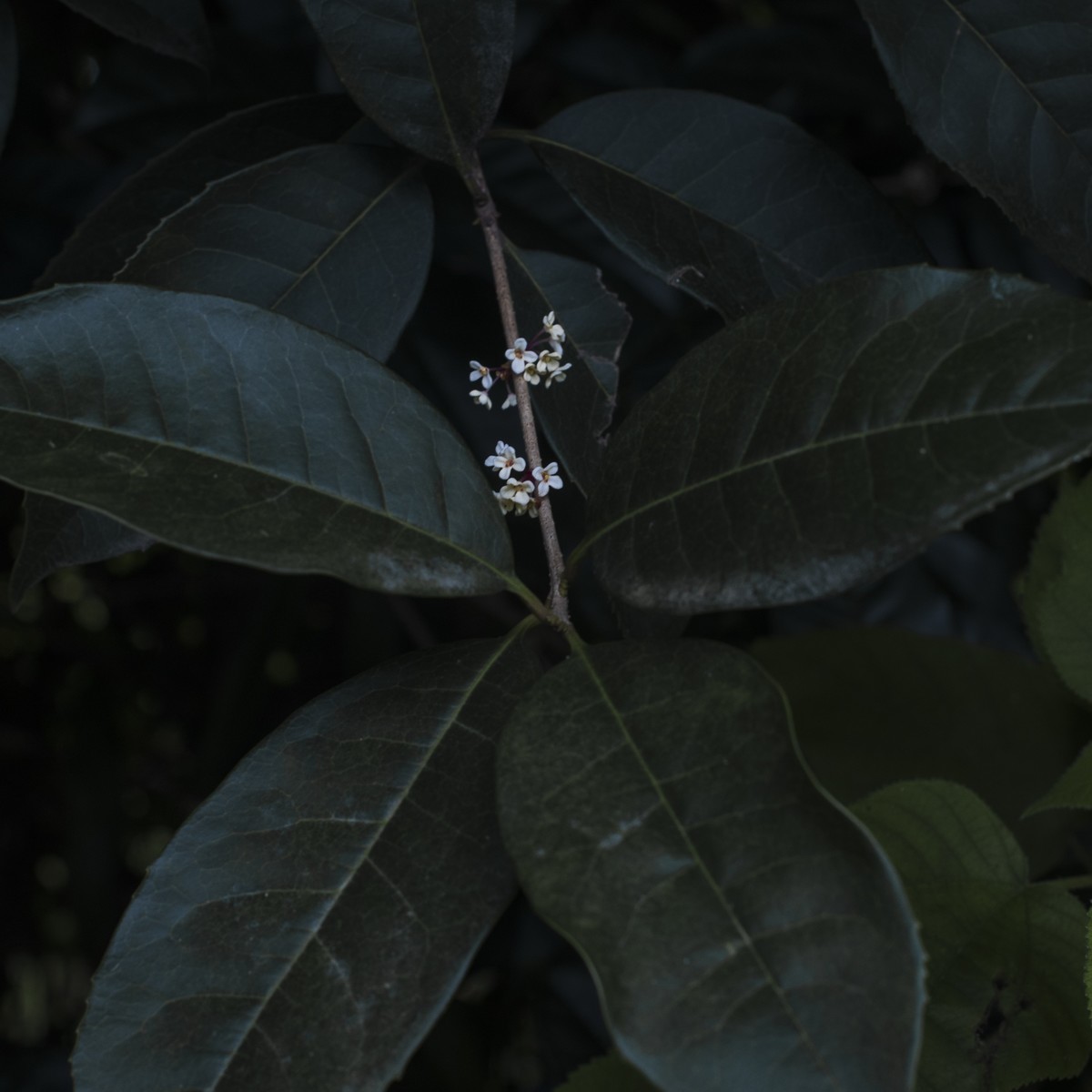 早开迟发的桂花