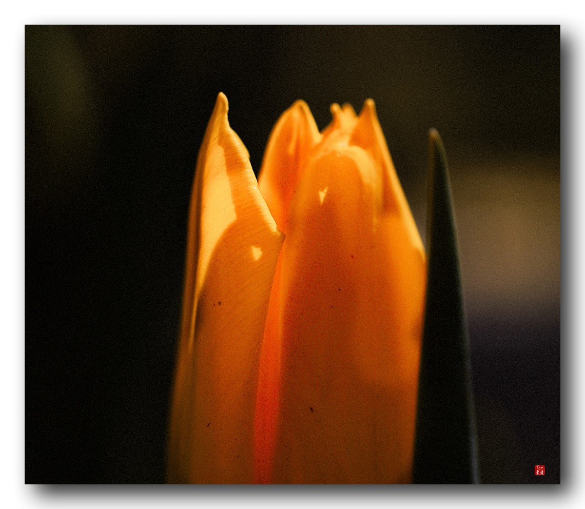 尖尖郁金香（12图）