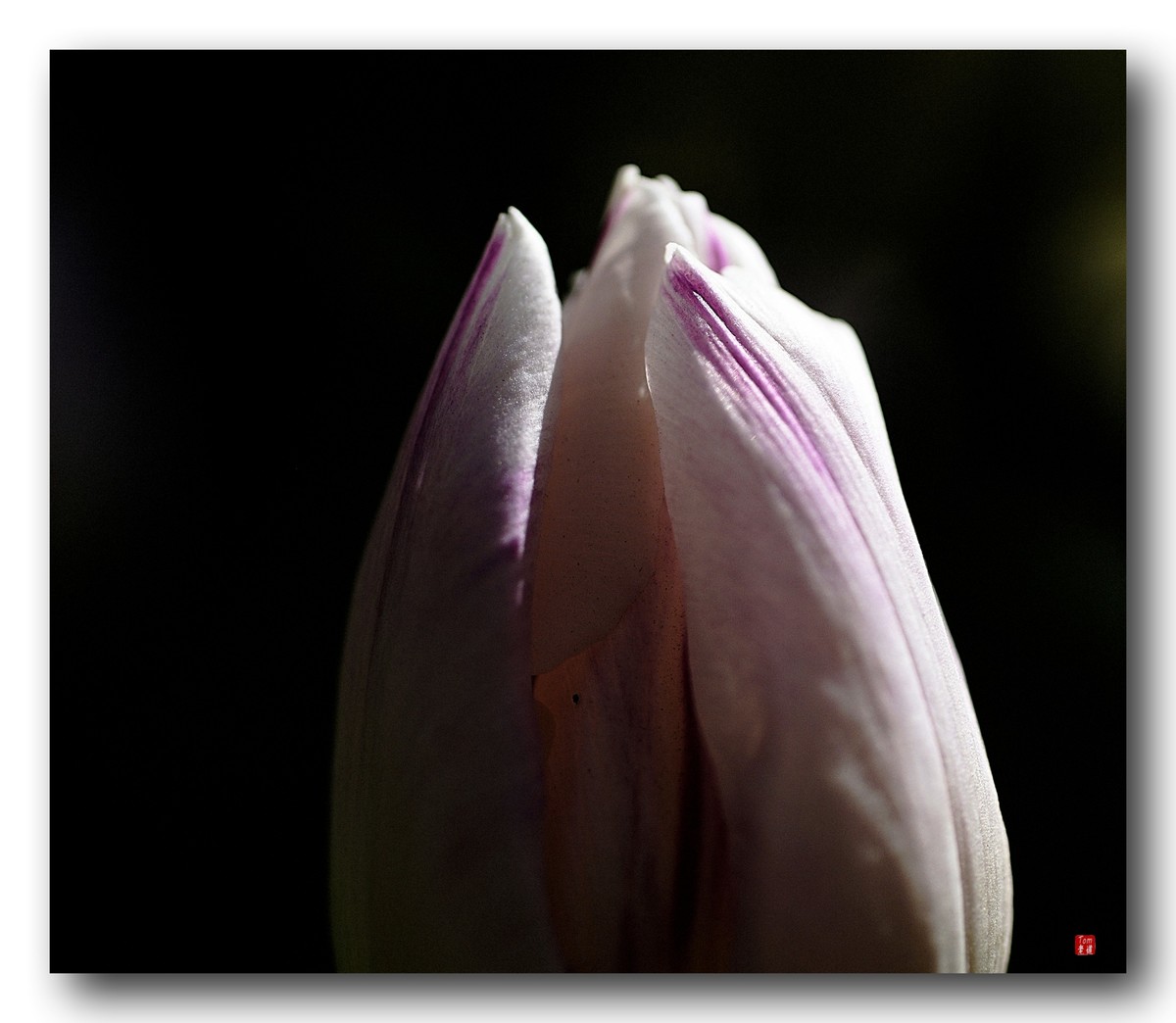 尖尖郁金香（12图）