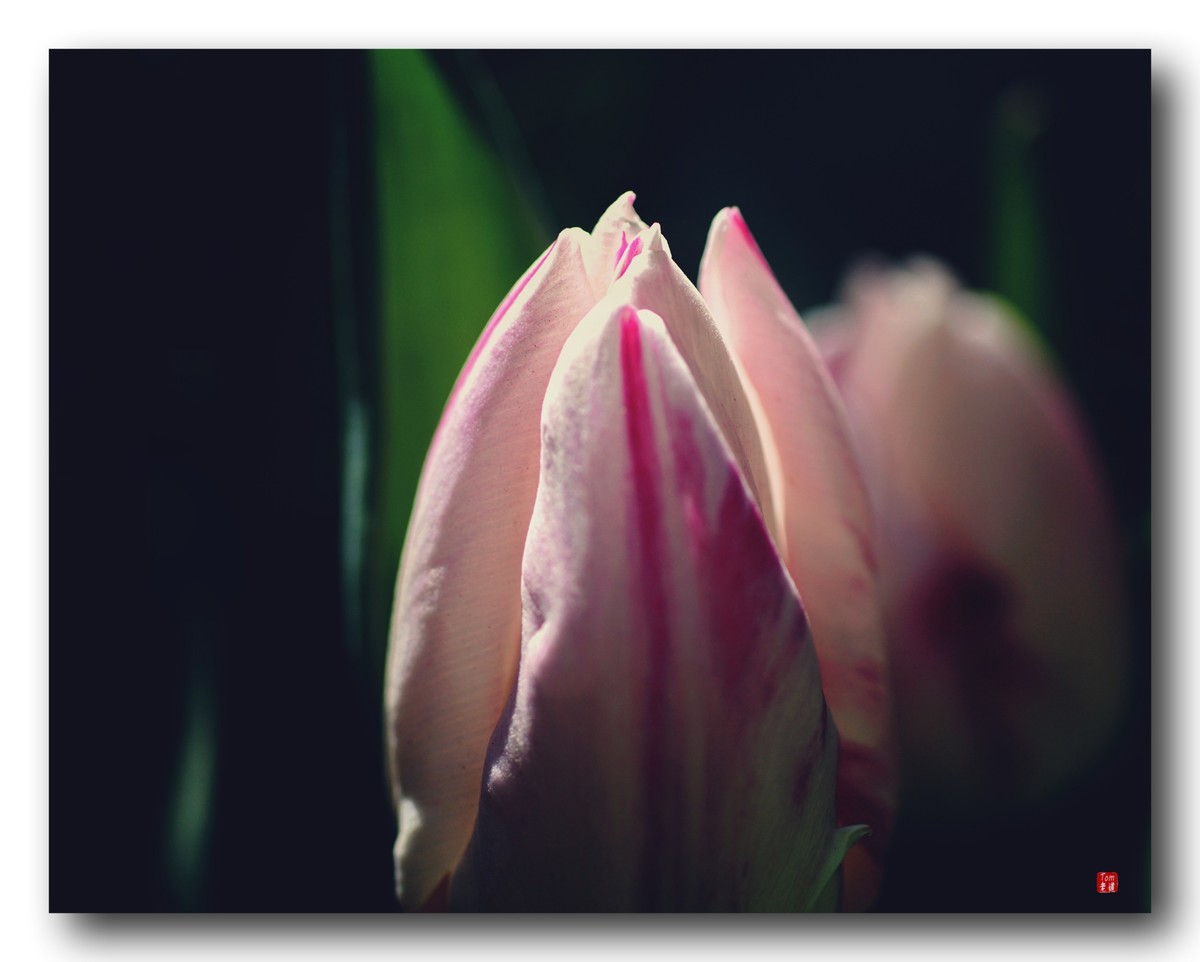 尖尖郁金香（12图）