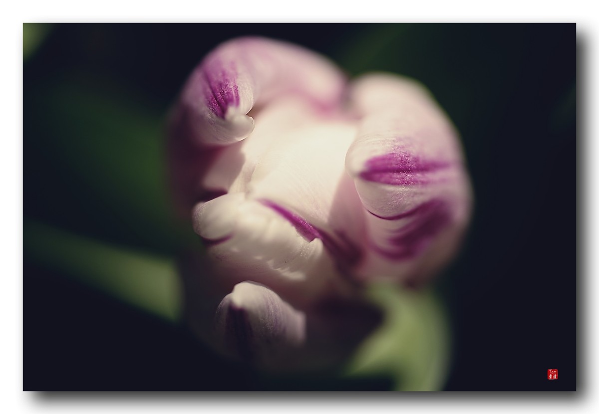 尖尖郁金香（12图）