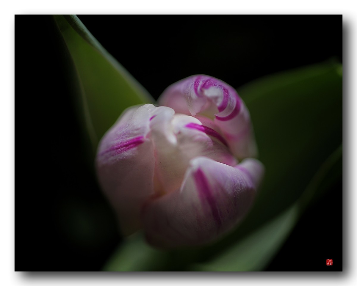 尖尖郁金香（12图）