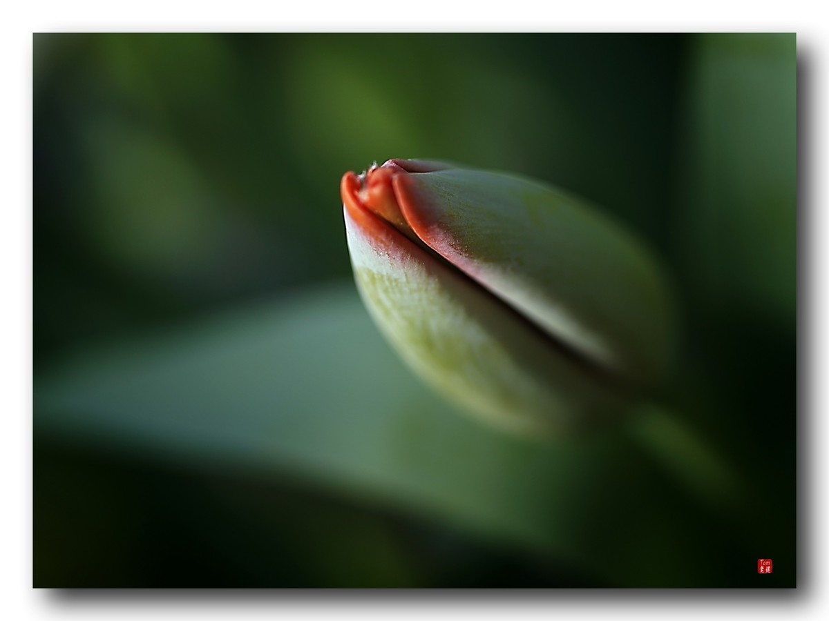 尖尖郁金香（12图）