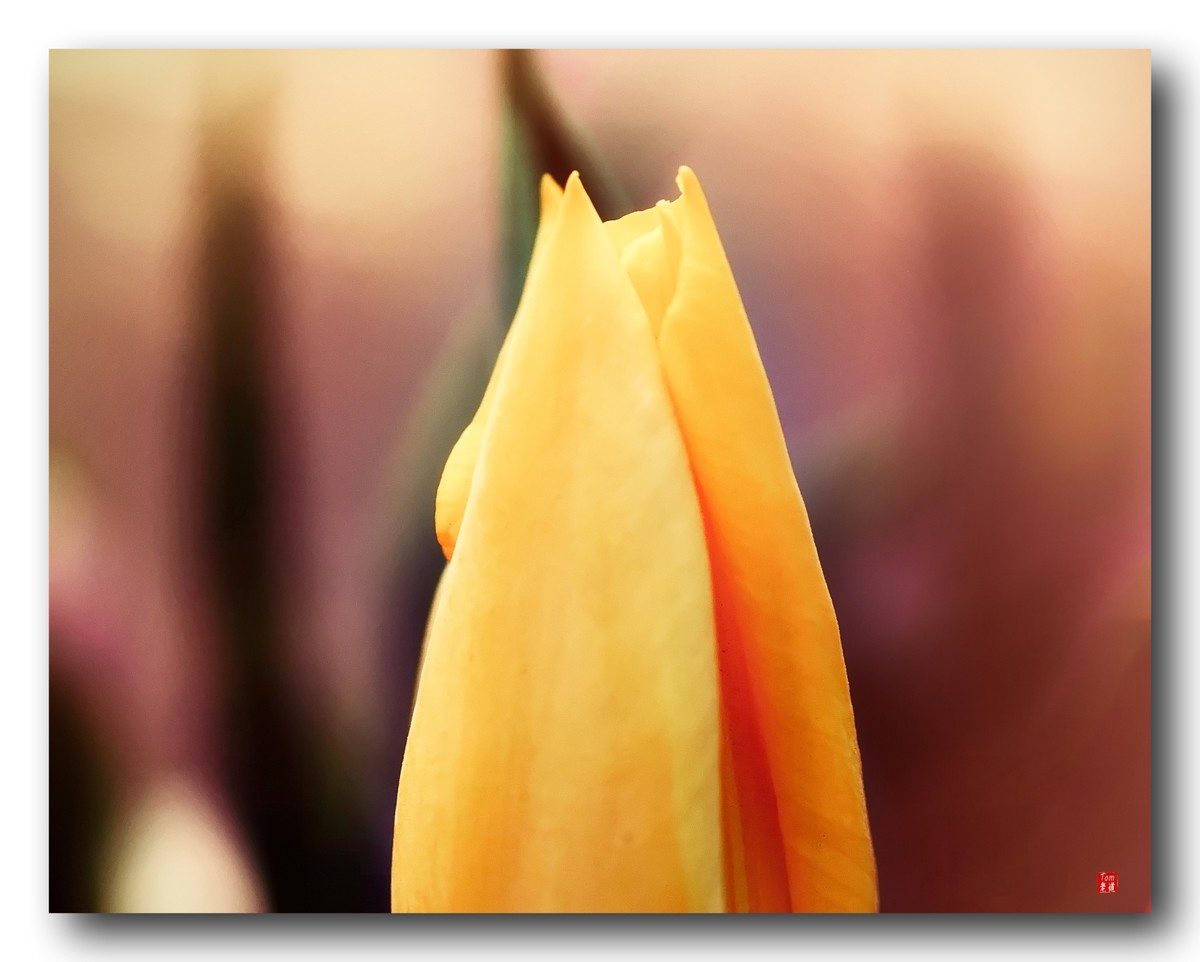 尖尖郁金香（12图）