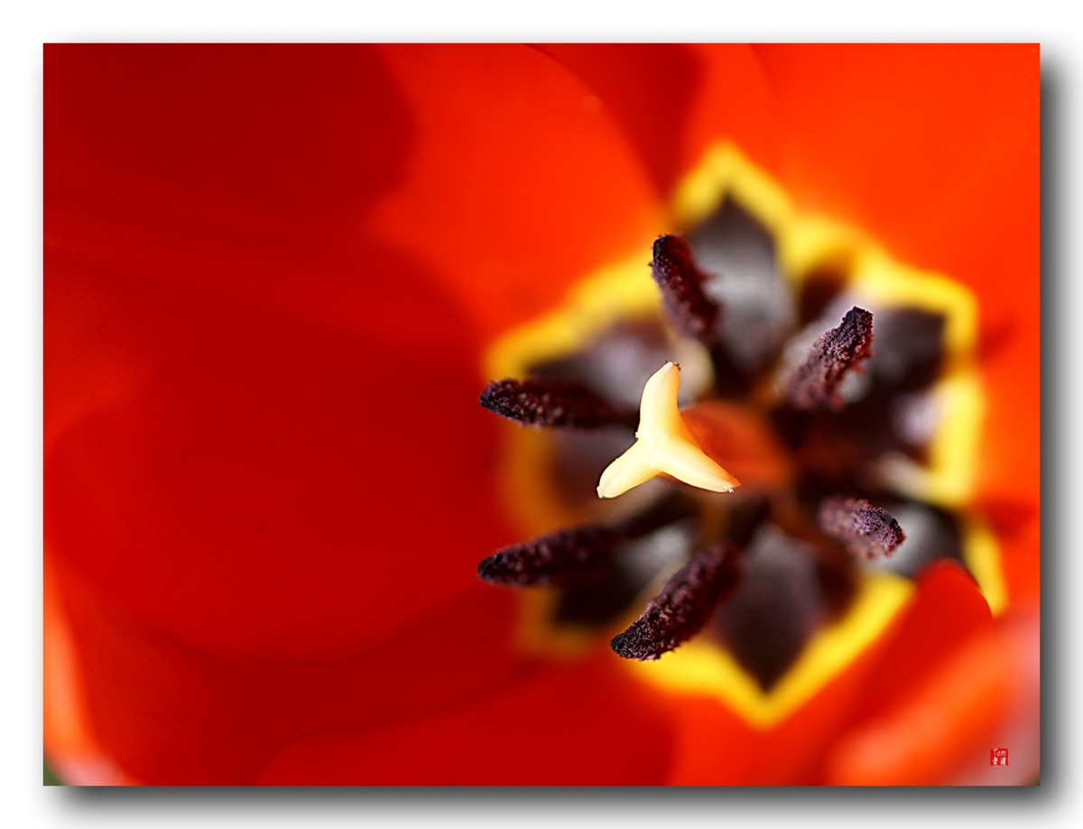 尖尖郁金香（12图）