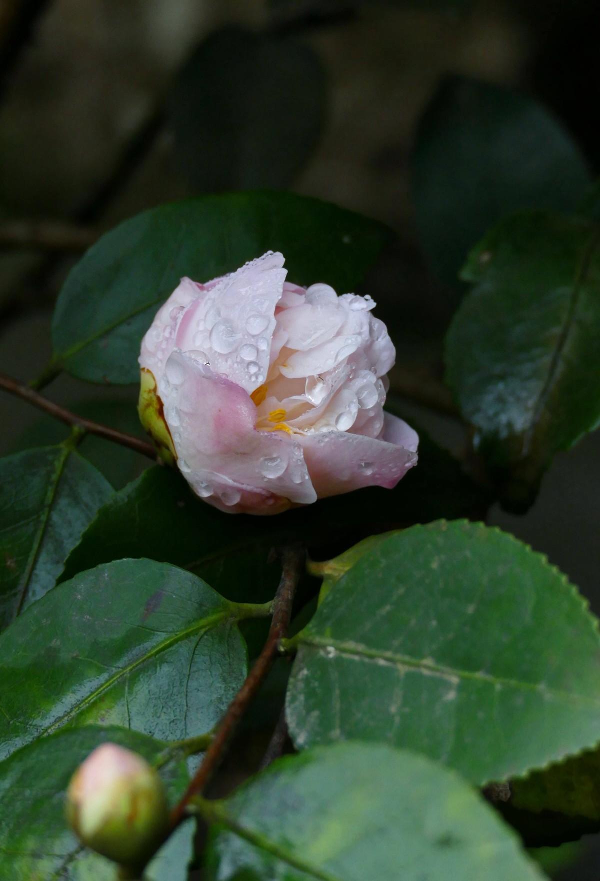 花草偶得