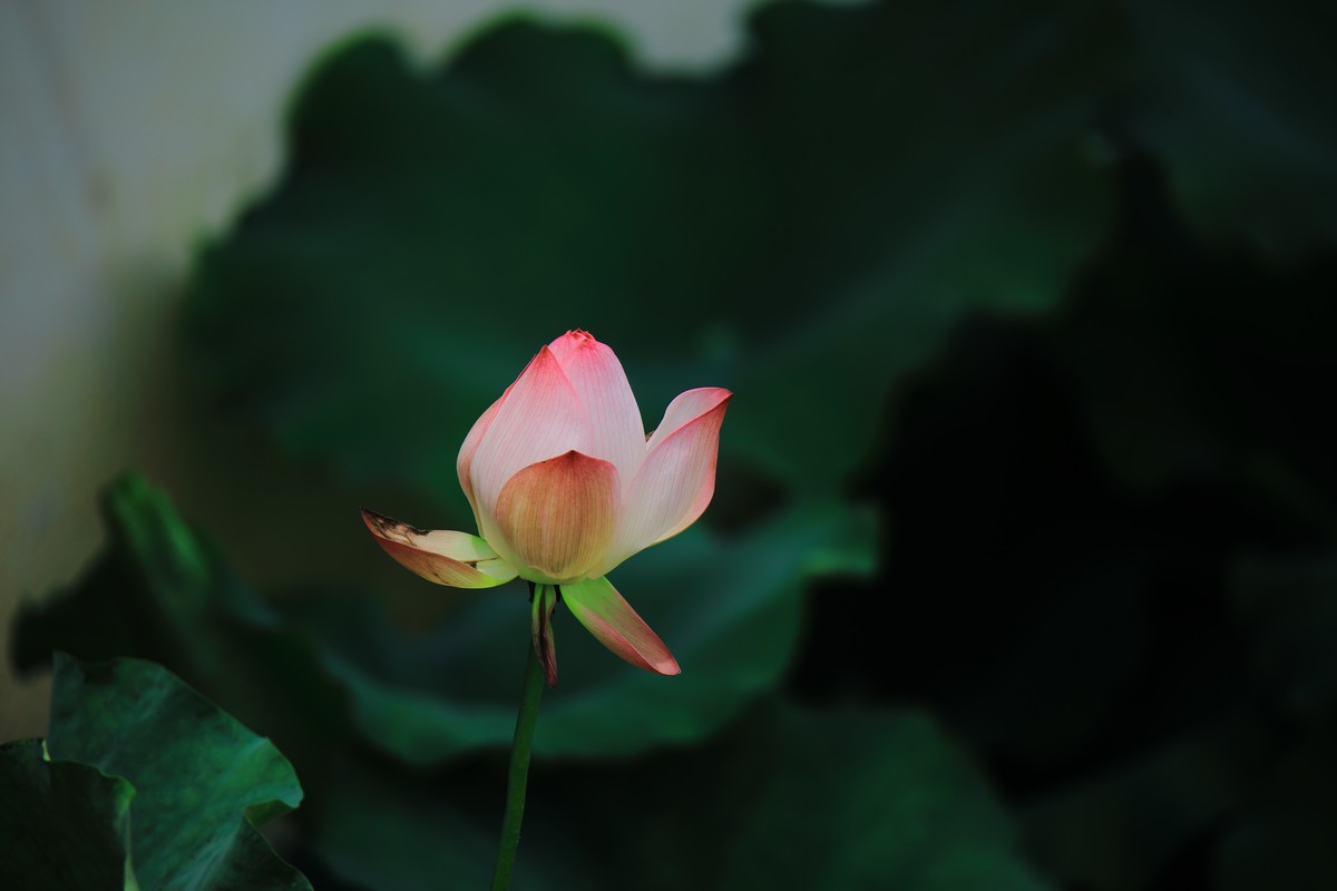 荷花韵