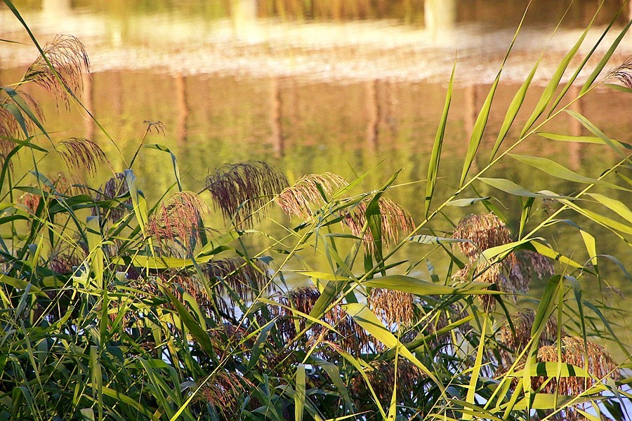 《不老松：纪实摄影》大美沧州系列報道：大运河畔之秋色！