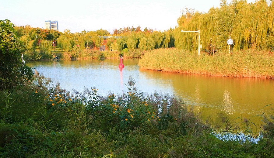 《不老松：纪实摄影》大美沧州系列報道：大运河畔之秋色！