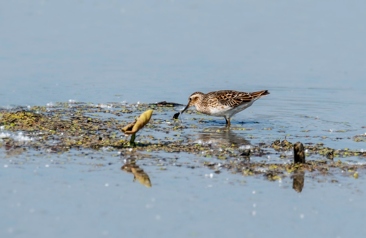 长趾滨鹬（三）