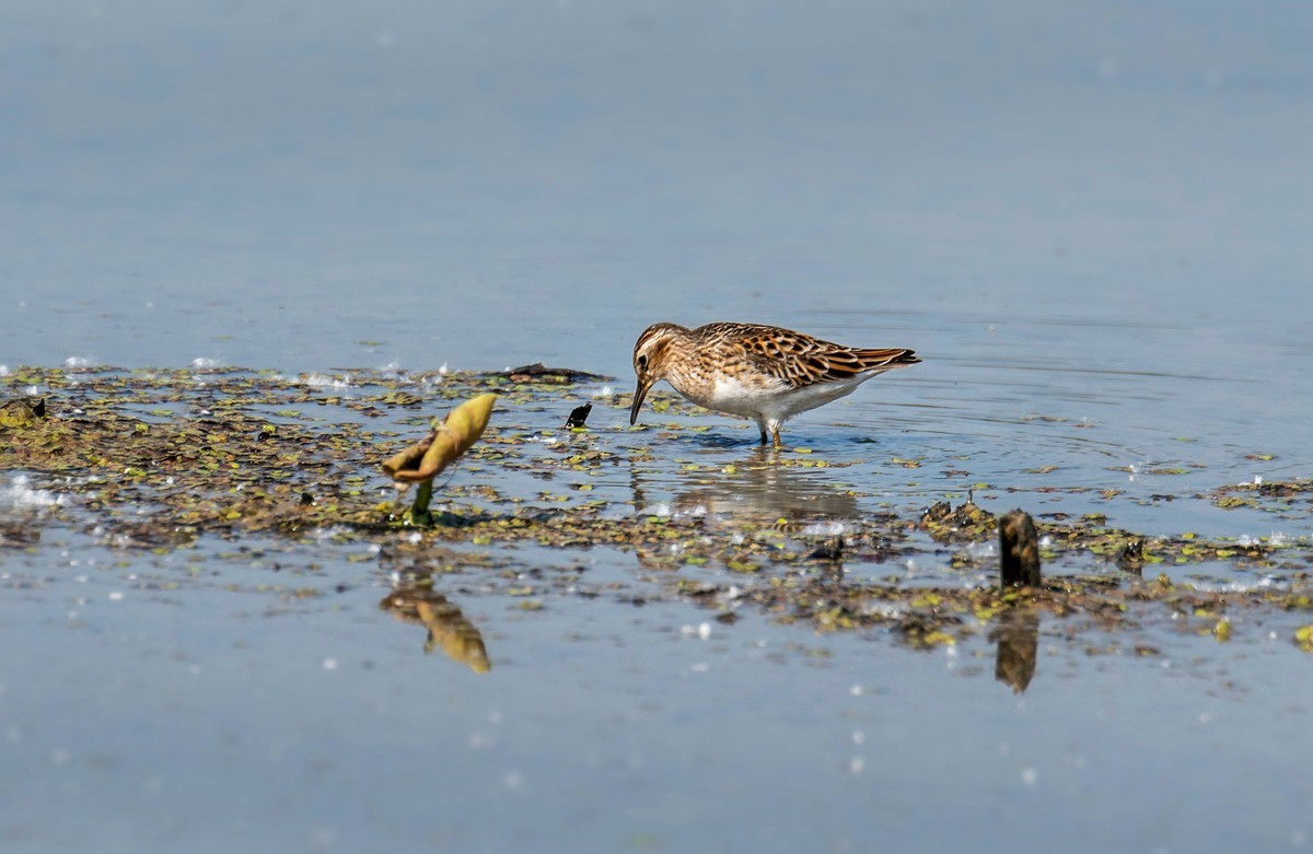 长趾滨鹬（三）