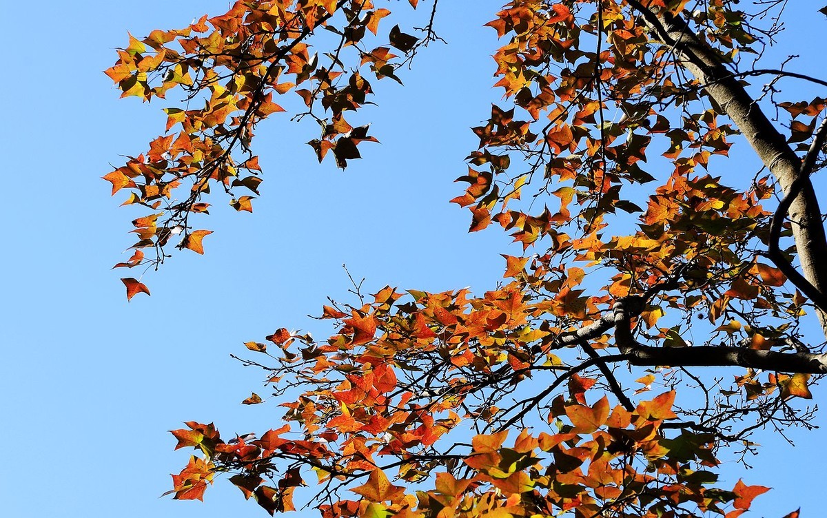 大罗山老鼠岭红枫古道(2)