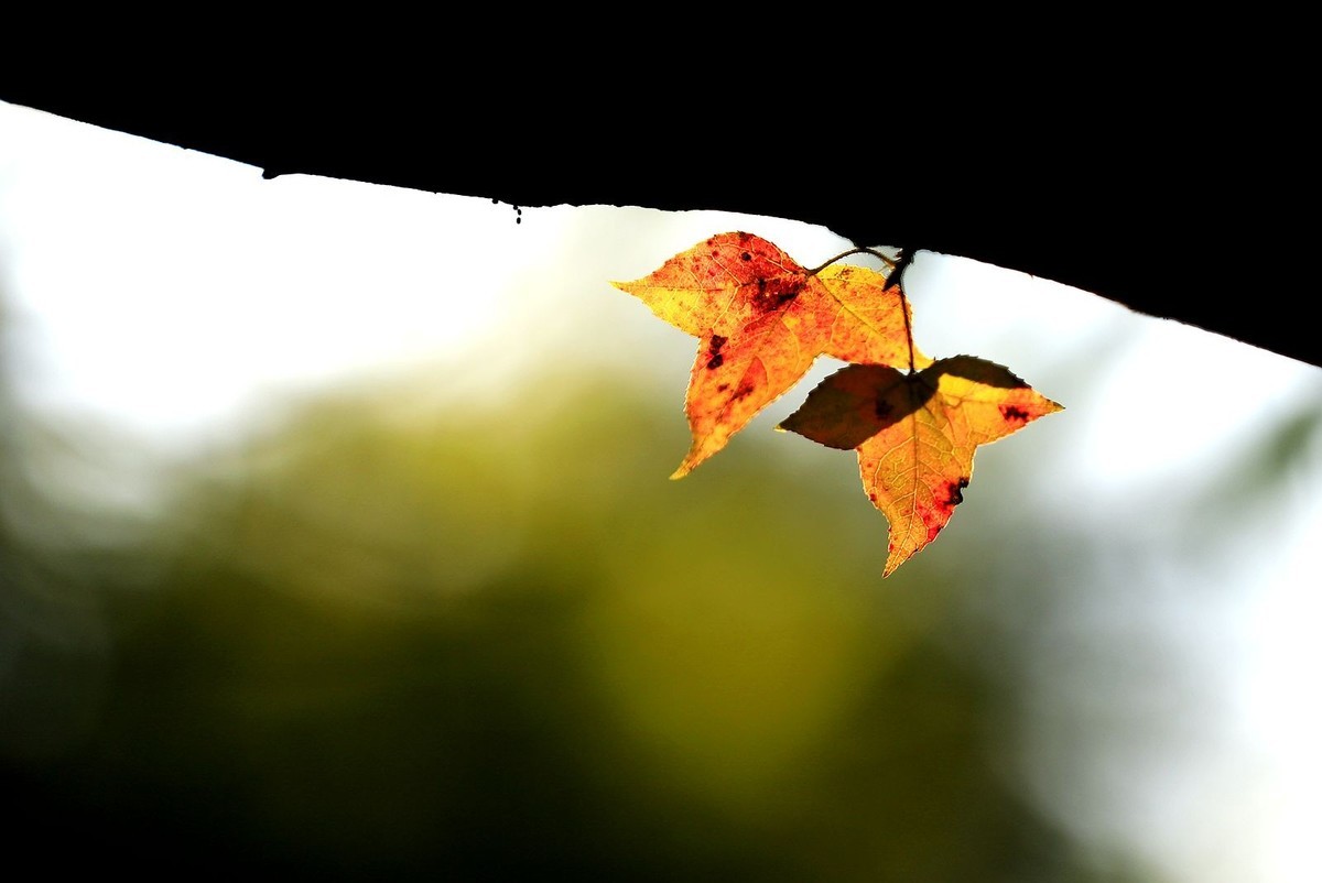 大罗山老鼠岭红枫古道(2)