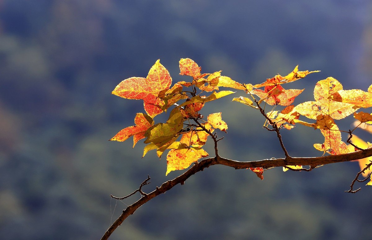 大罗山老鼠岭红枫古道(2)
