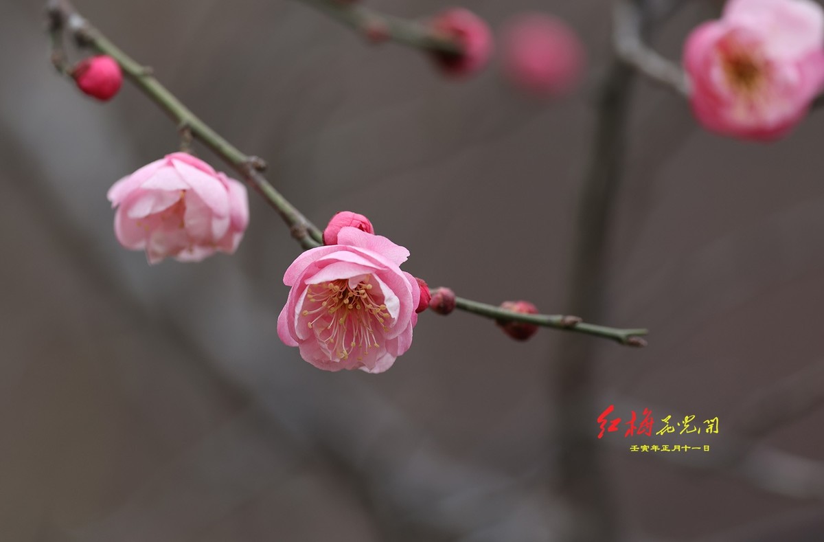 红梅花儿开29【2022-0165】