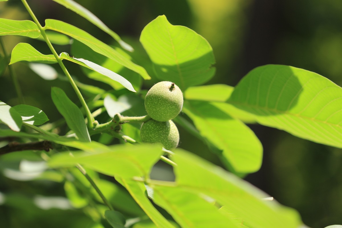 开花结果